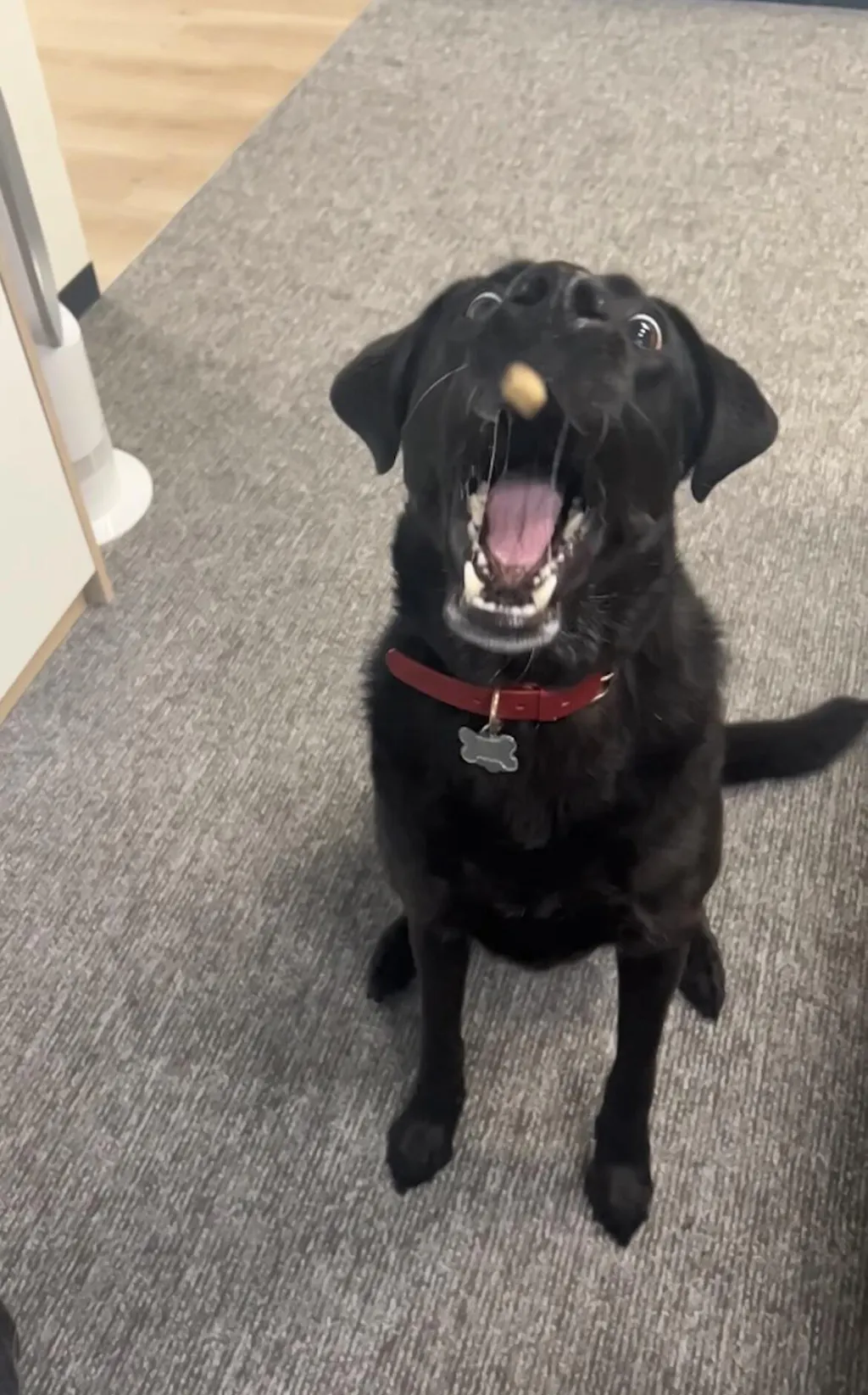 Teeny Tiny Treat Bundle