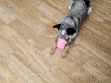 The Oinker