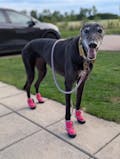 Snooties Booties