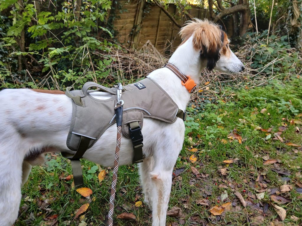 Snootiful Hound Greyhound Harness/Whippet Harness – Escape Proof Dog Harness For Lurchers And Sighthounds – 3 Point Harness – Padded, No Escape, Non Slip (Grey, XS - Foto 6
