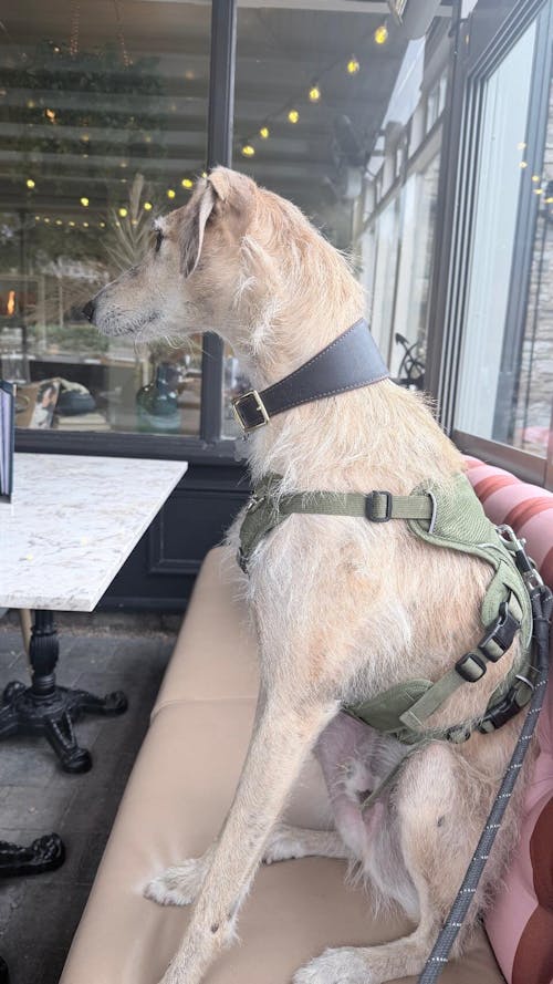 Sighthound Harness | Whippets, Greyhounds & Lurchers | Escape Proof