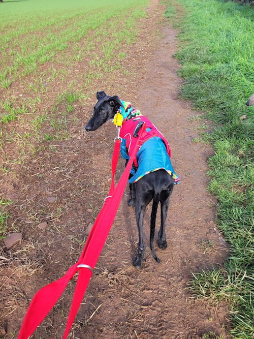 Sighthound Harness | Whippets, Greyhounds & Lurchers | Escape Proof