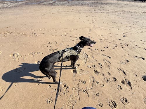 Sighthound Harness | Whippets, Greyhounds & Lurchers | Escape Proof