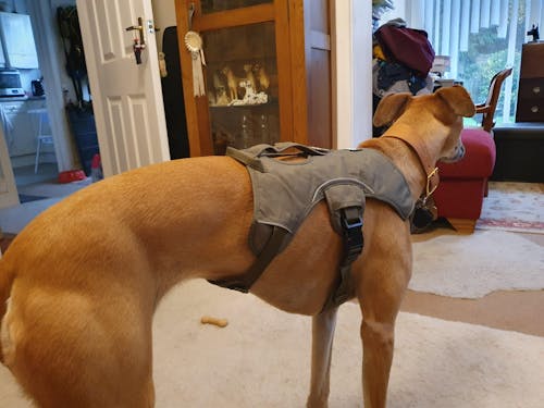 Leather Sighthound Collar | Fishtail Collars, Ideal For Whippets, Greyhounds and Lurchers