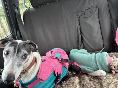 Sighthound Harness | Whippets, Greyhounds & Lurchers | Escape Proof