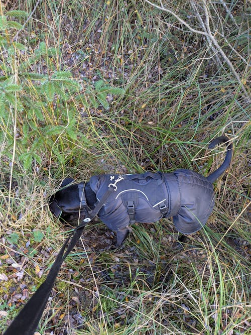 Sighthound Harness | Whippets, Greyhounds & Lurchers | Escape Proof