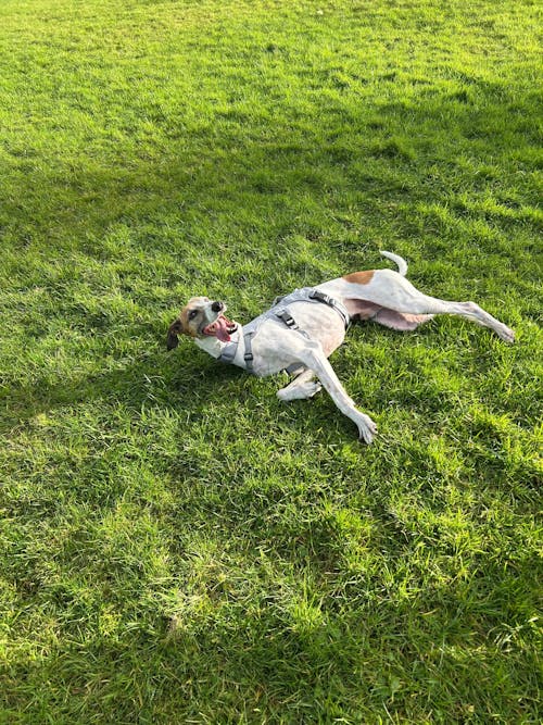 Sighthound Harness | Whippets, Greyhounds & Lurchers | Escape Proof