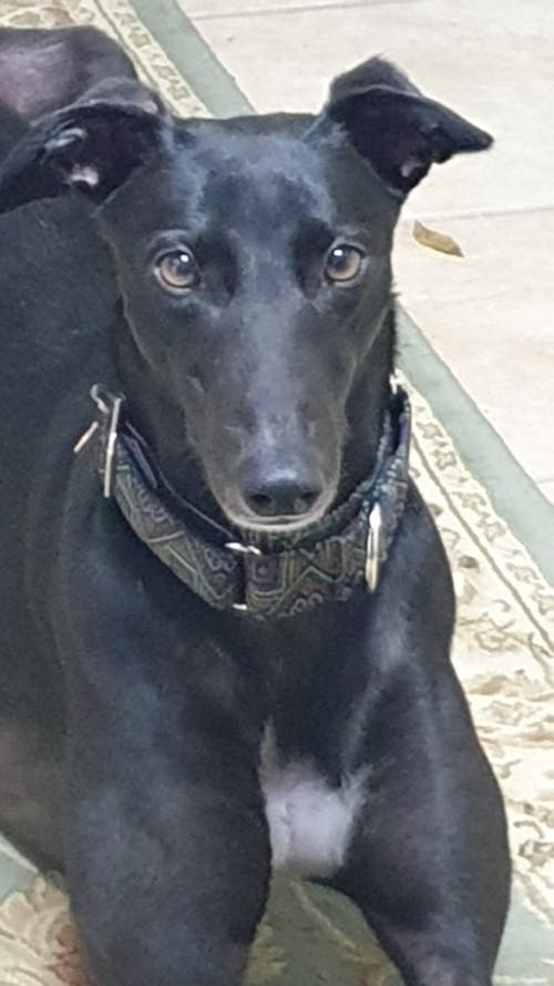 Martingale Collar - Aztec | Whippets & Greyhounds | Padded