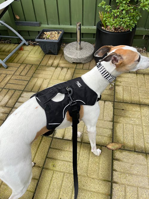 Martingale Collar - Black & White Stripe | Whippets & Greyhounds