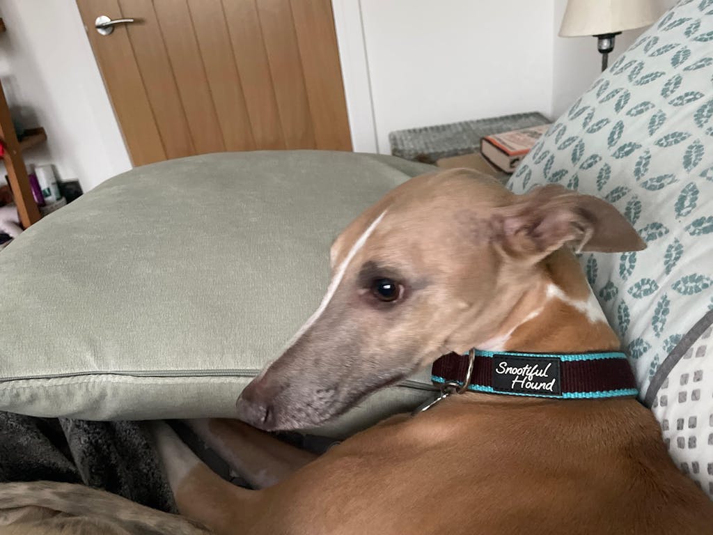 House Collar - Organic Bamboo & Soft Velvet Lining - Quick Release Buckle