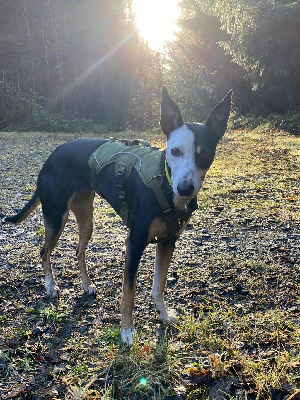 Sighthound Harness | Whippets, Greyhounds & Lurchers | Escape Proof