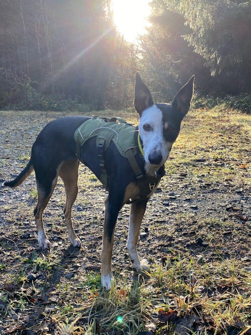 Sighthound Harness | Whippets, Greyhounds & Lurchers | Escape Proof