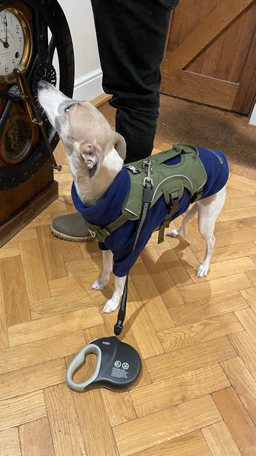 Sighthound Harness | Whippets, Greyhounds & Lurchers | Escape Proof