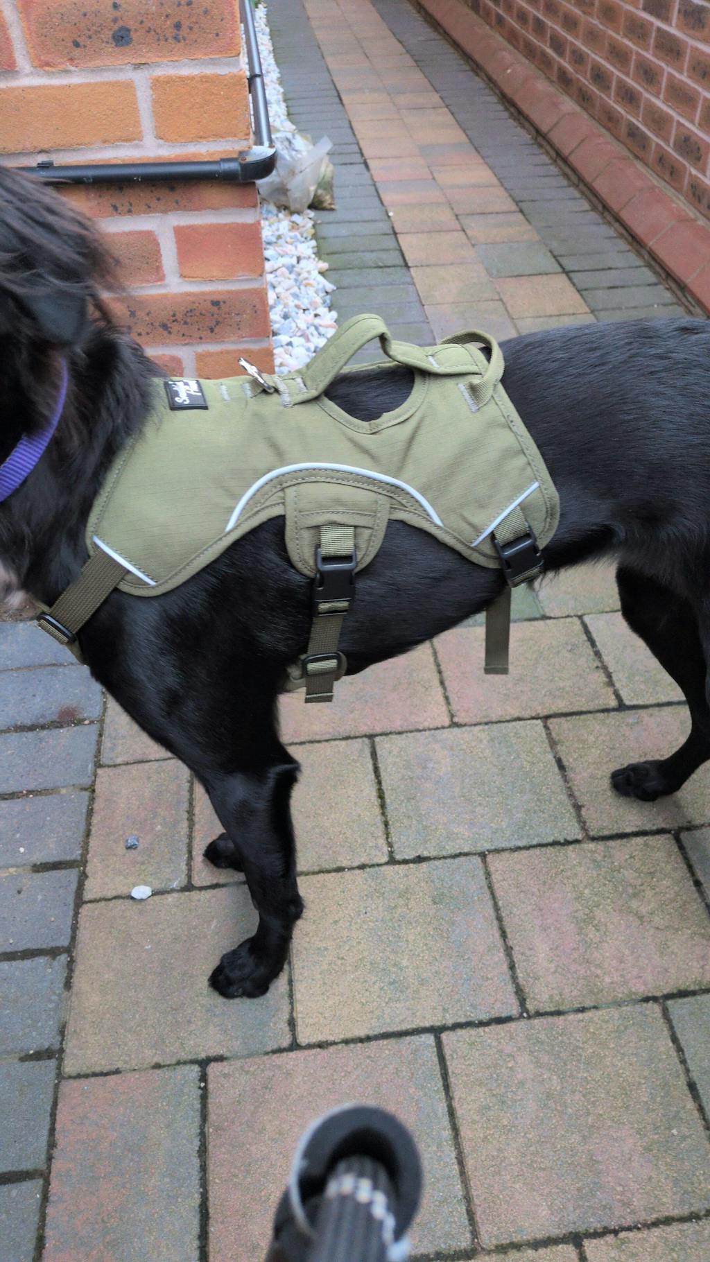 Sighthound Harness | Whippets, Greyhounds & Lurchers | Escape Proof