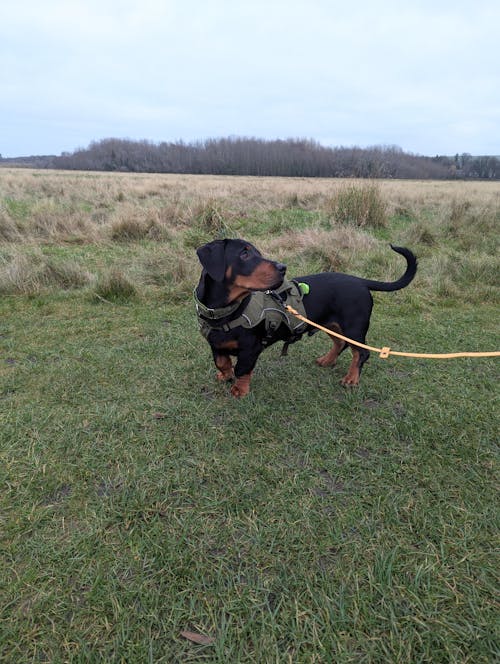 Sighthound Harness | Whippets, Greyhounds & Lurchers | Escape Proof