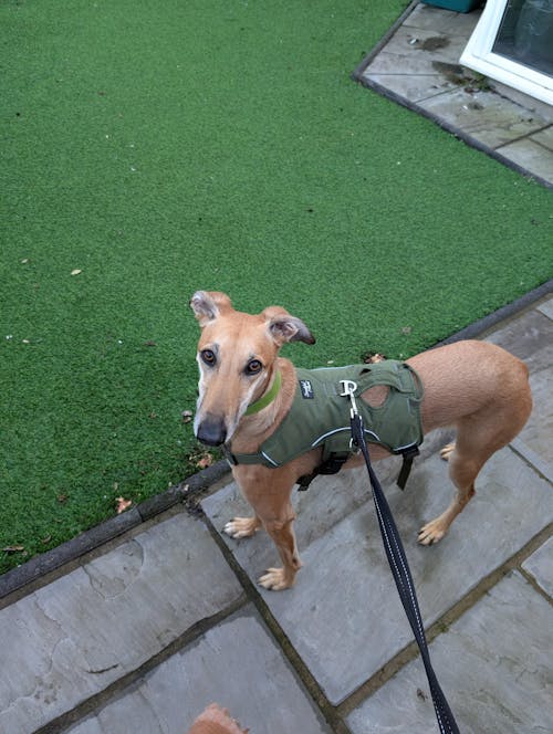 Sighthound Harness | Whippets, Greyhounds & Lurchers | Escape Proof