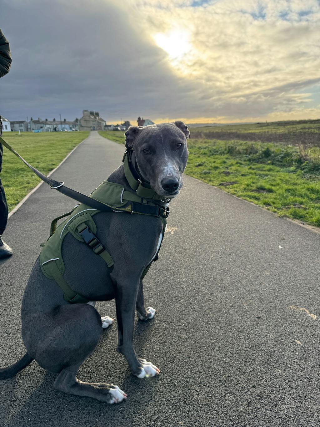 Sighthound Harness | Whippets, Greyhounds & Lurchers | Escape Proof