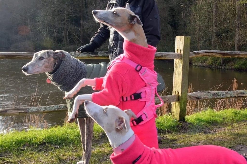 Sighthound Harness | Whippets, Greyhounds & Lurchers | Escape Proof