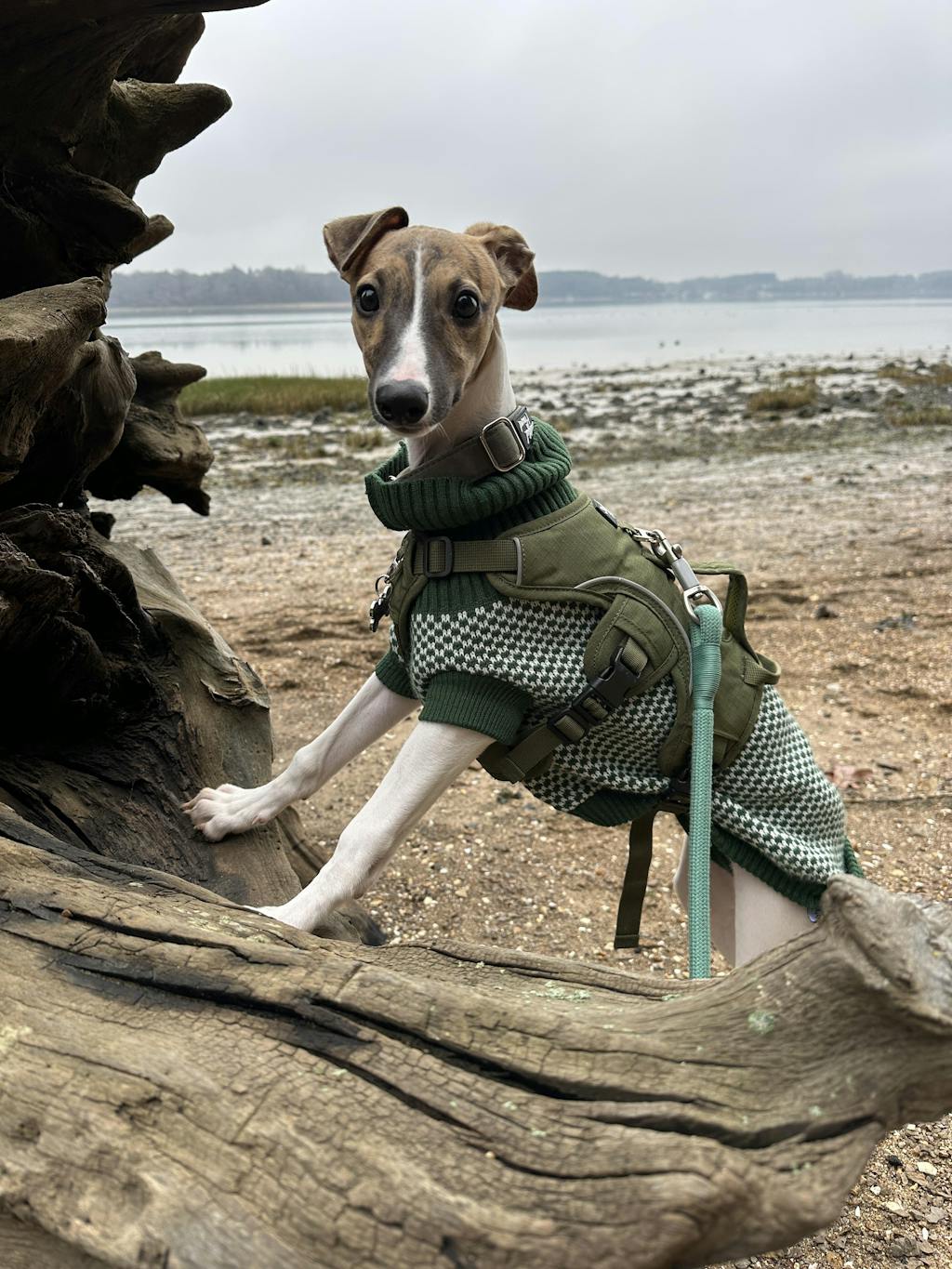 Sighthound Harness | Whippets, Greyhounds & Lurchers | Escape Proof