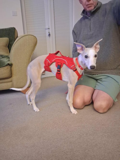 Sighthound Harness | Whippets, Greyhounds & Lurchers | Escape Proof