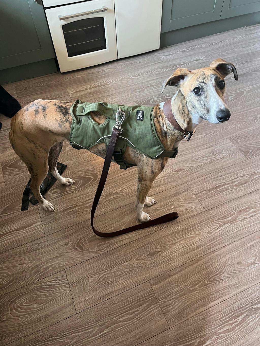 Sighthound Harness | Whippets, Greyhounds & Lurchers | Escape Proof