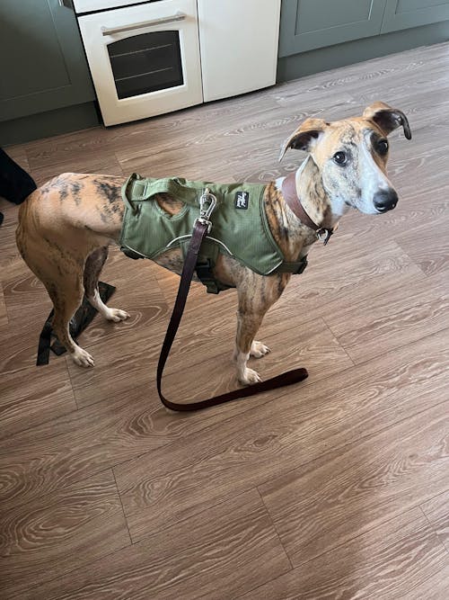 Sighthound Harness | Whippets, Greyhounds & Lurchers | Escape Proof