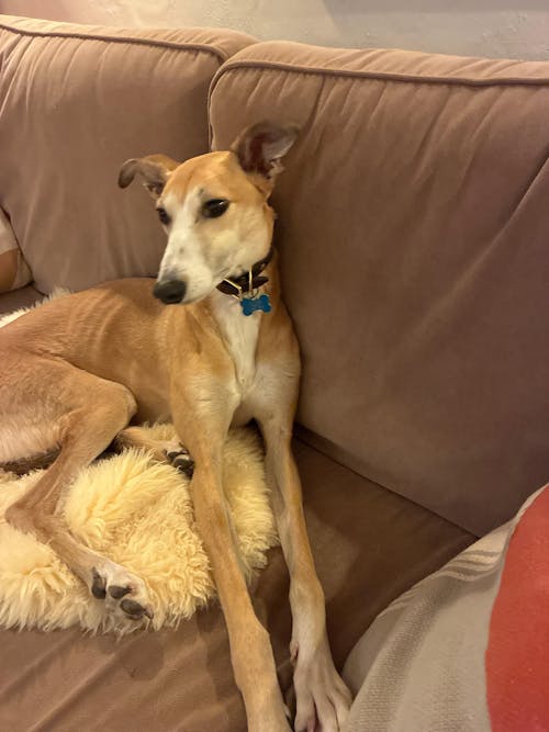 Leather Sighthound Collar | Fishtail Collars, Ideal For Whippets, Greyhounds and Lurchers