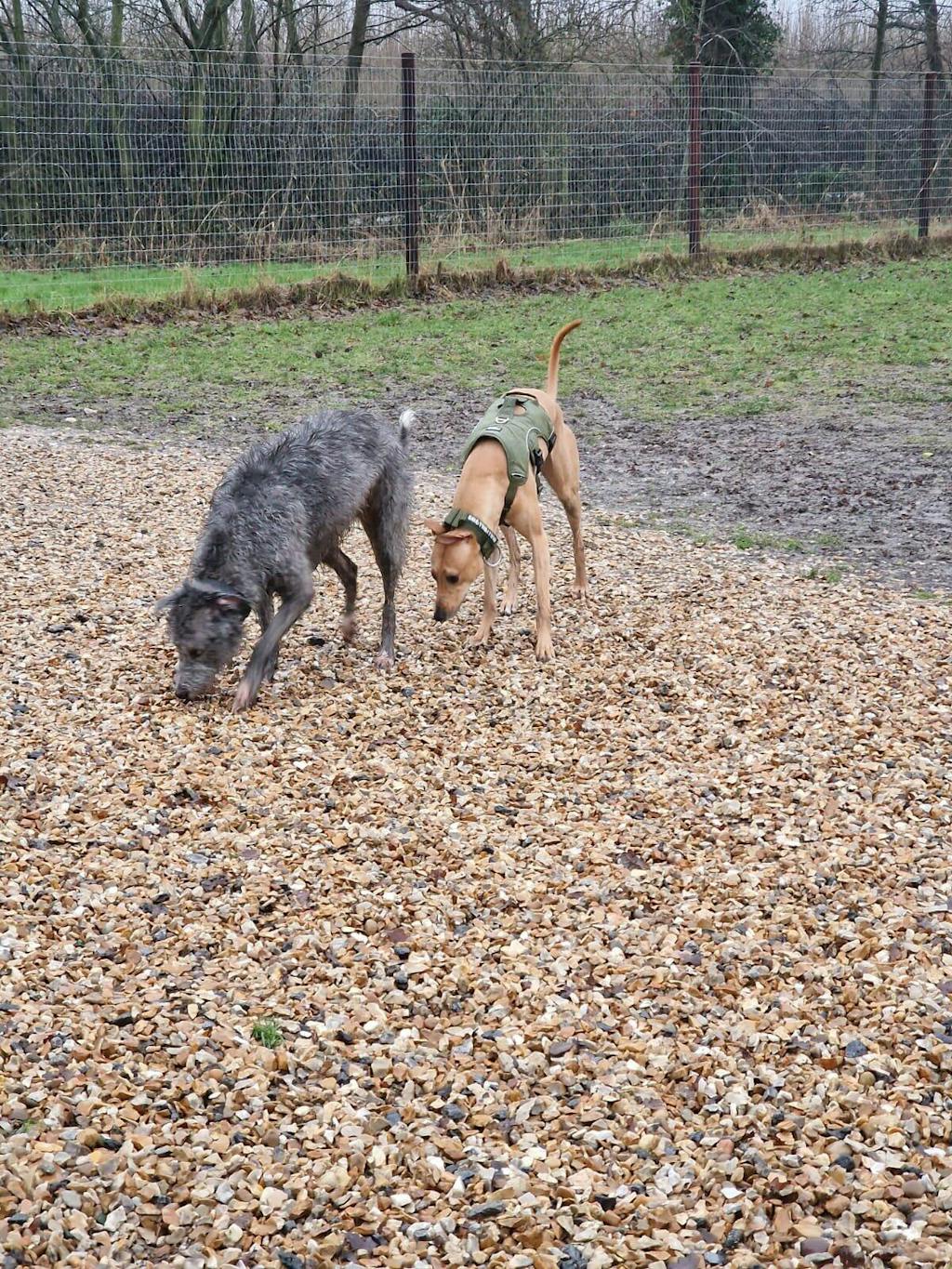 Sighthound Harness | Whippets, Greyhounds & Lurchers | Escape Proof