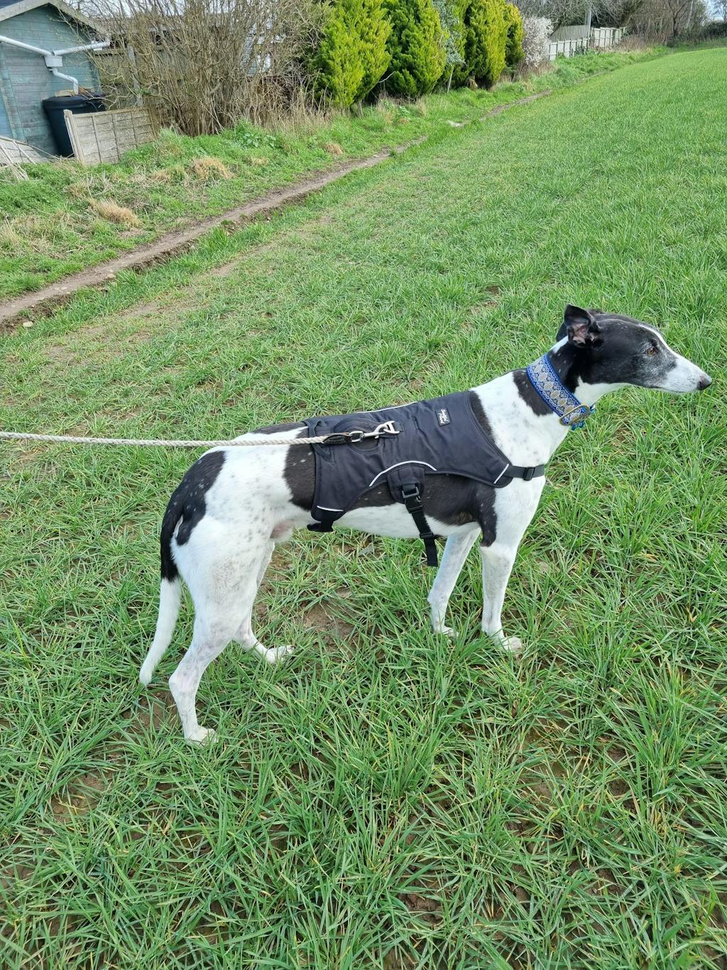 Sighthound Harness | Whippets, Greyhounds & Lurchers | Escape Proof