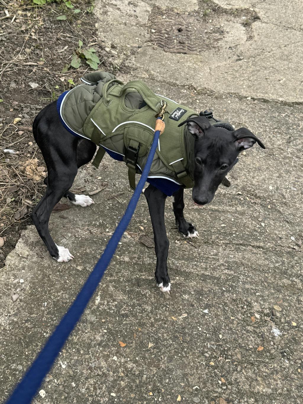 Sighthound Harness | Whippets, Greyhounds & Lurchers | Escape Proof