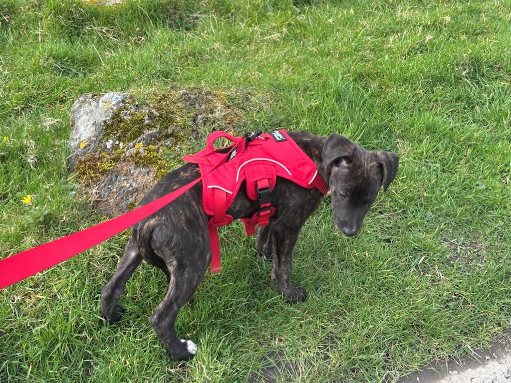 Sighthound Harness | Whippets, Greyhounds & Lurchers | Escape Proof