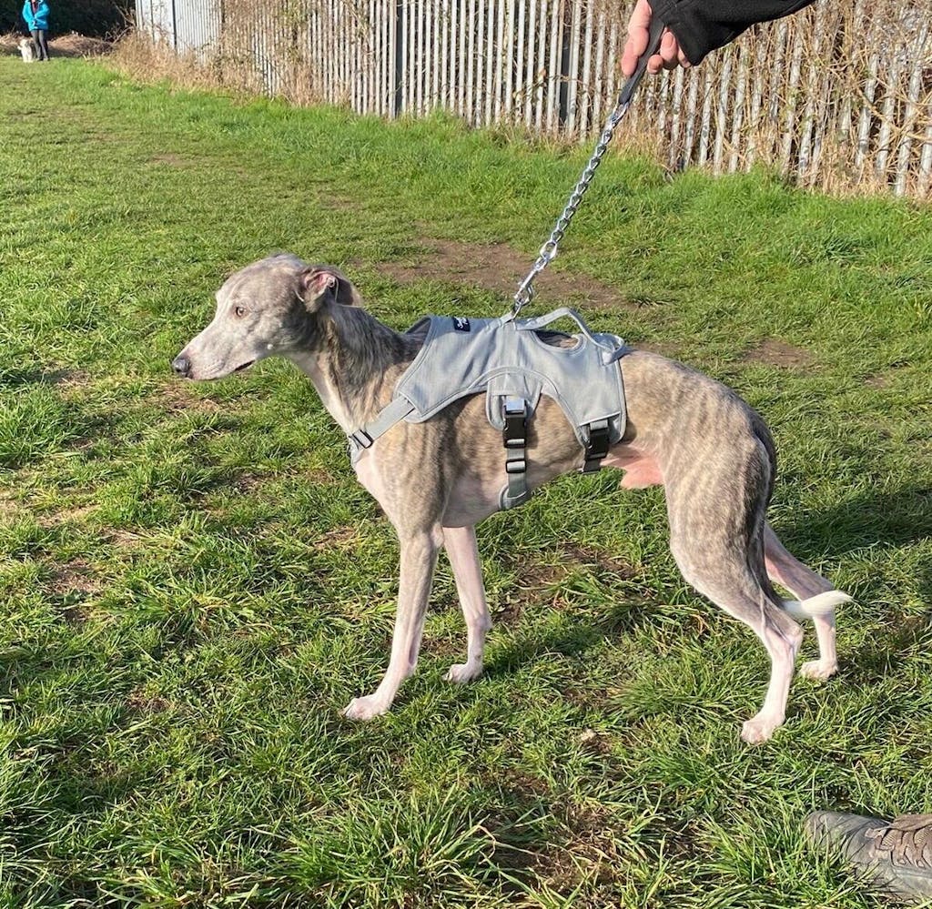 Sighthound Harness | Whippets, Greyhounds & Lurchers | Escape Proof