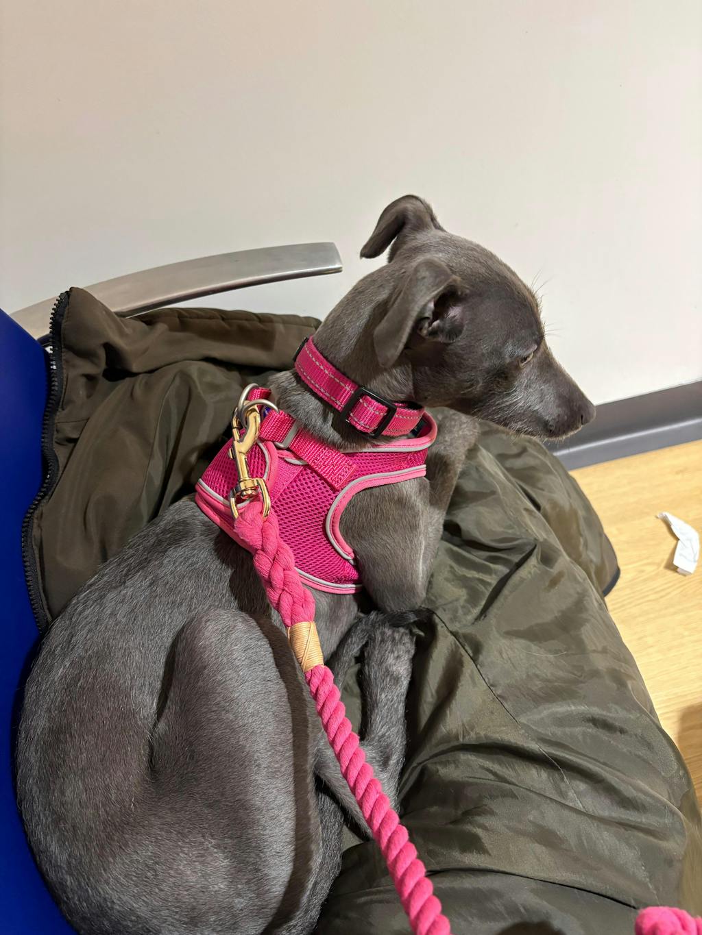 Cotton Rope Dog Lead - Colourful - 150cm