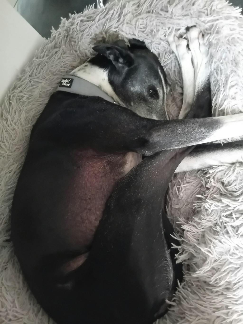 Martingale Collar - Grey | Whippets & Greyhounds