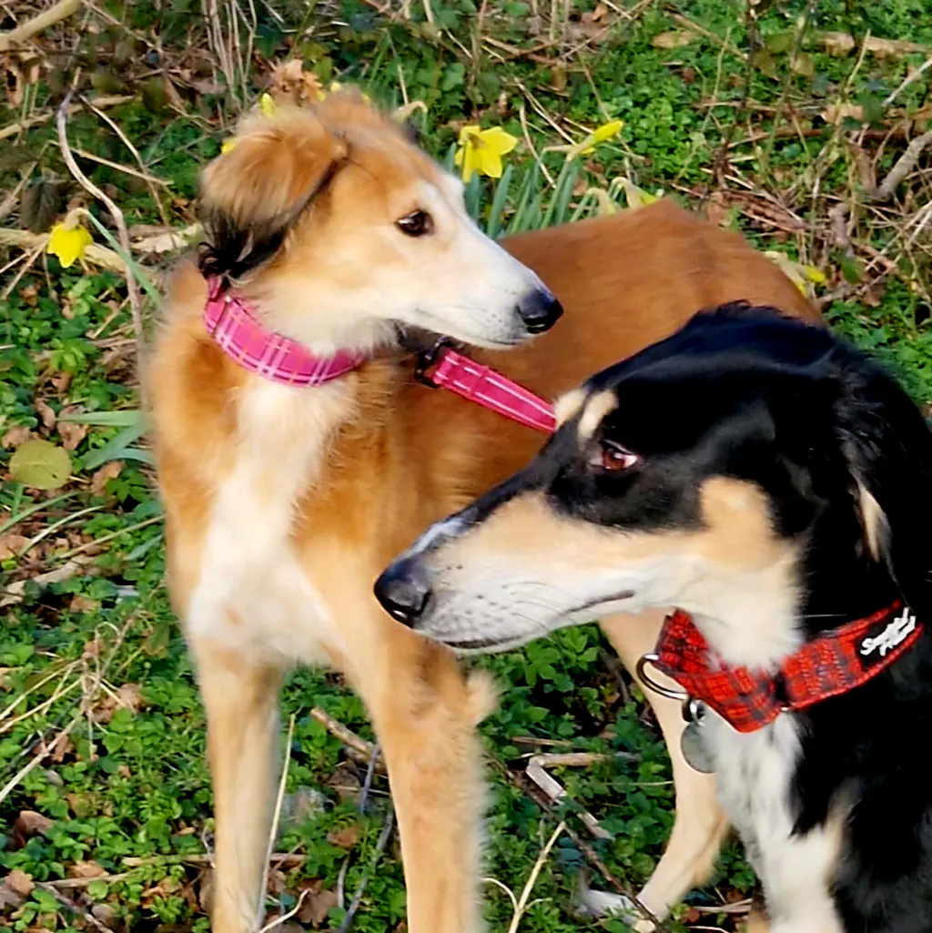 Martingale Collar - Pink Tartan Check | Whippets & Greyhounds | Padded