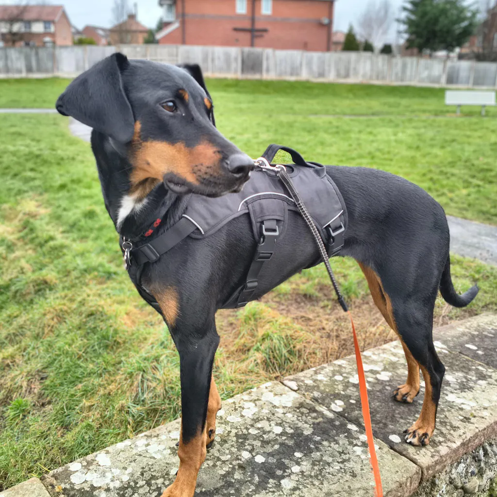 Sighthound Harness | Whippets, Greyhounds & Lurchers | Escape Proof