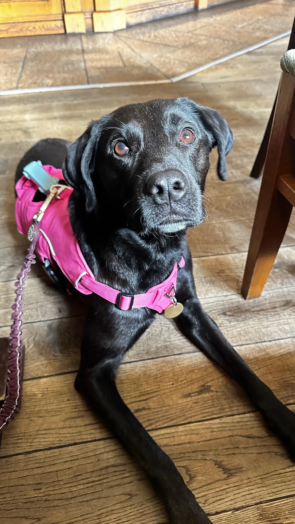 Sighthound Harness | Whippets, Greyhounds & Lurchers | Escape Proof