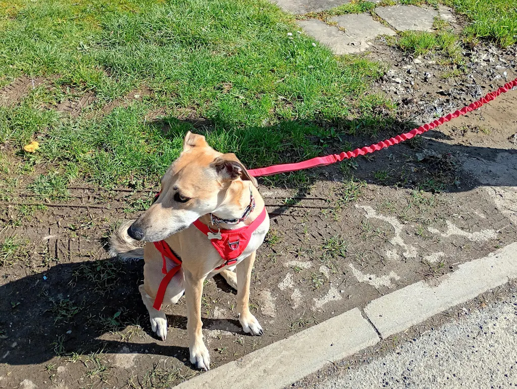 Bungee Dog Lead - Shock Absorbing Lead With Double Handles