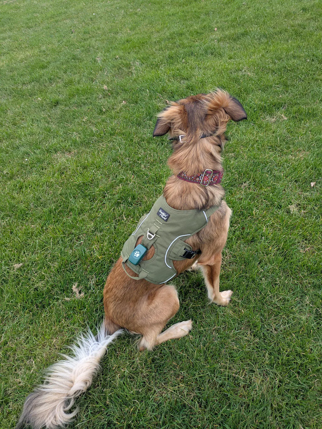 Sighthound Harness | Whippets, Greyhounds & Lurchers | Escape Proof