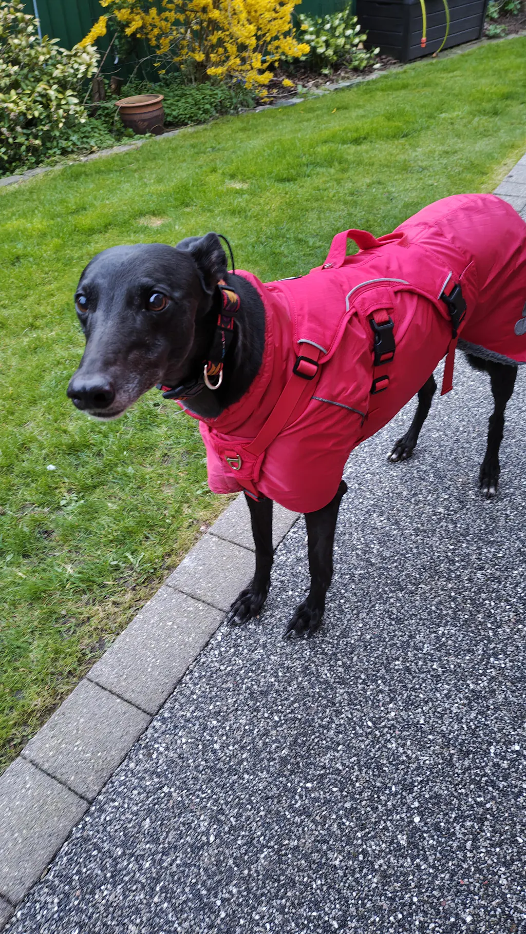 Sighthound Harness | Whippets, Greyhounds & Lurchers | Escape Proof