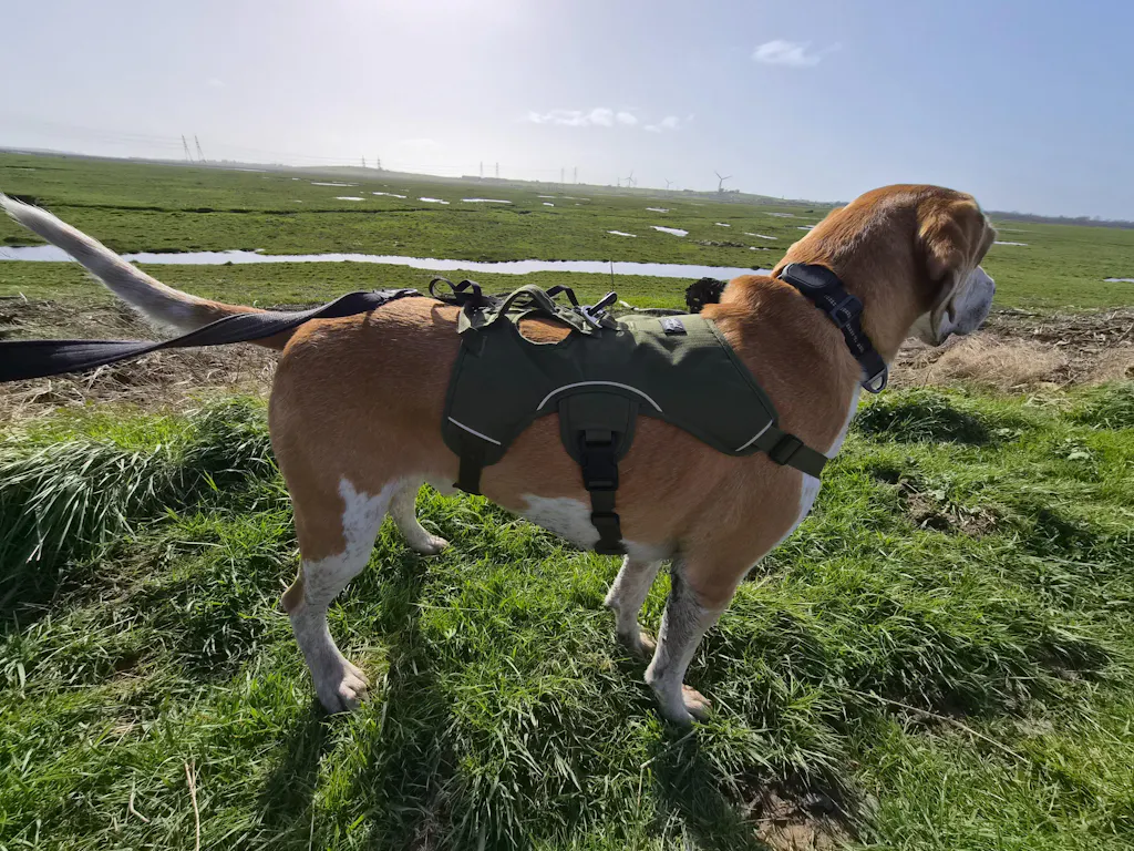 Sighthound Harness | Whippets, Greyhounds & Lurchers | Escape Proof