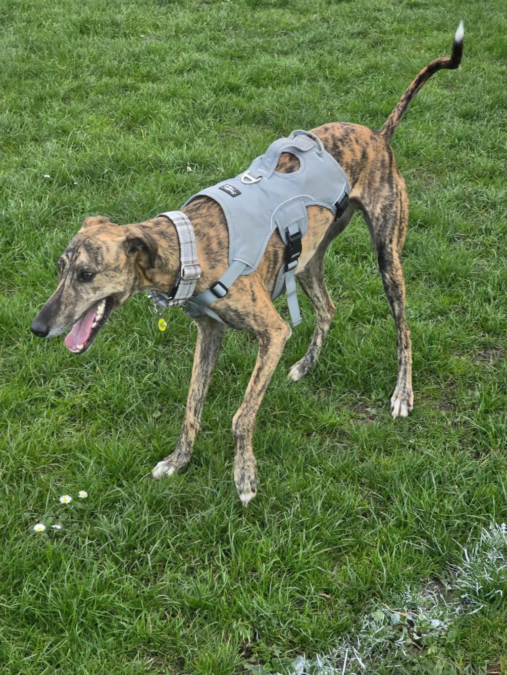 Martingale Collar - Grey Plaid Check | Whippets & Greyhounds | Padded