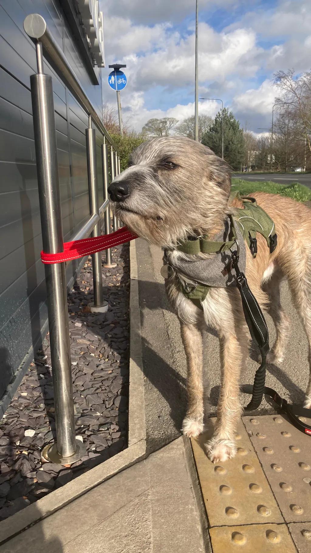 Martingale Collar - Olive Green | Whippets & Greyhounds | Padded