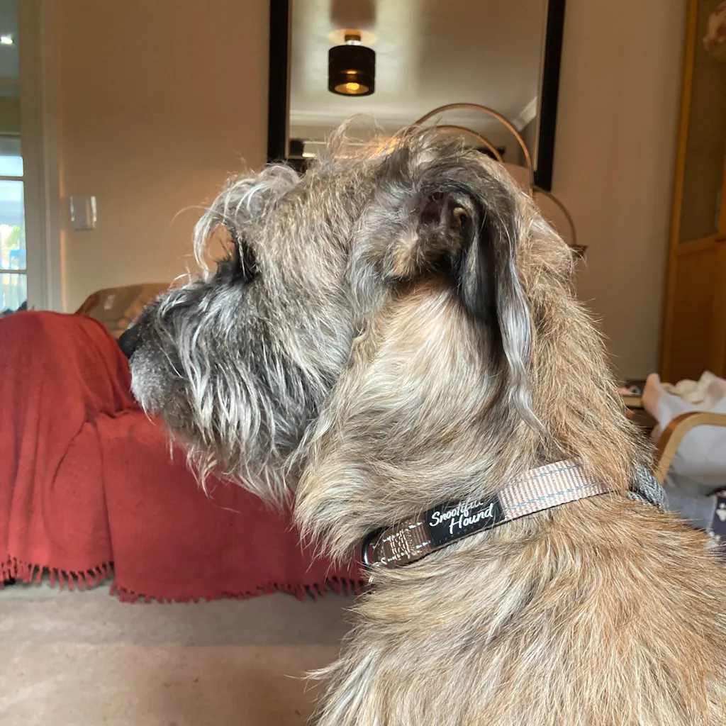 ID Dog Collar - Padded & Reflective- Greyhounds & Whippets