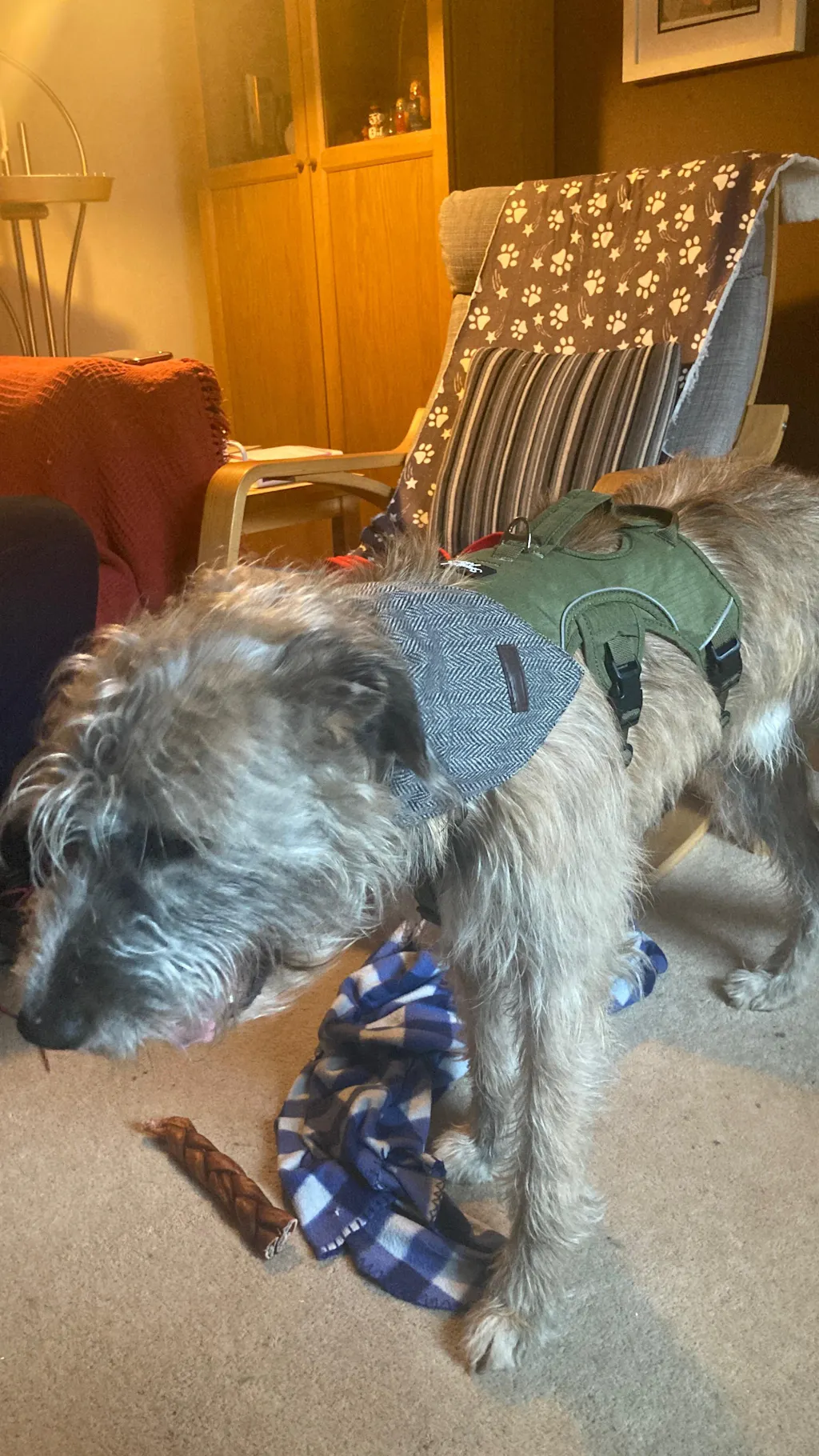 Sighthound Harness | Whippets, Greyhounds & Lurchers | Escape Proof