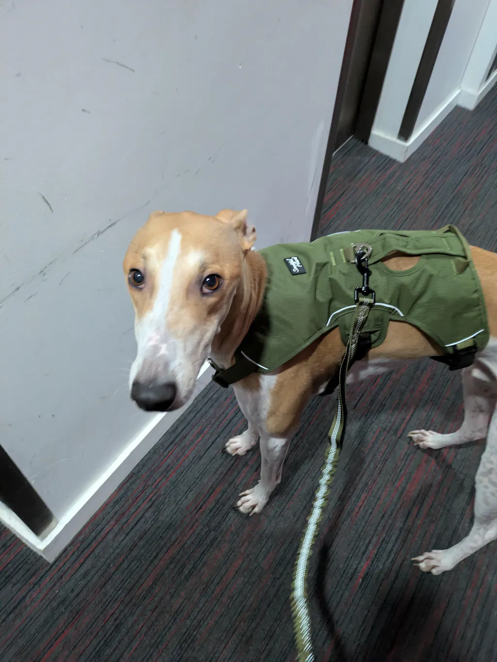 Bungee Dog Lead - Shock Absorbing Lead With Double Handles