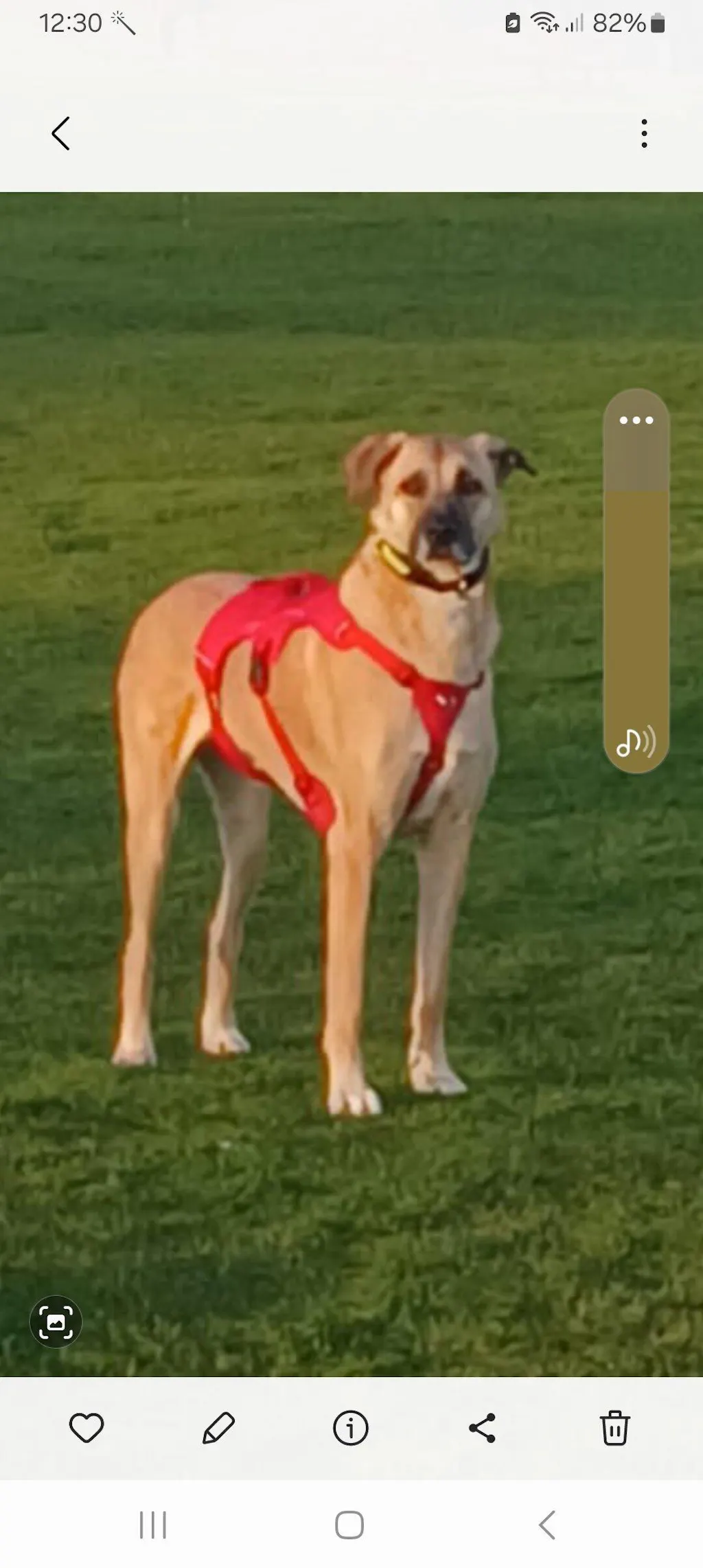 Sighthound Harness | Whippets, Greyhounds & Lurchers | Escape Proof