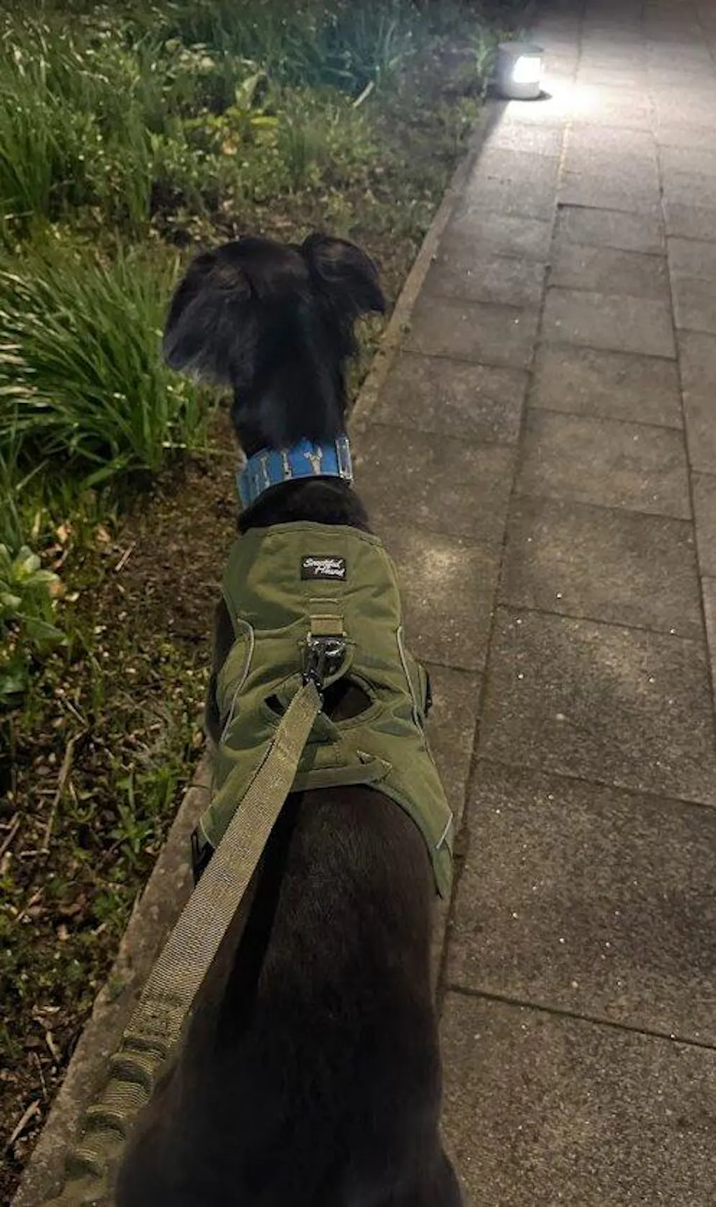 Bungee Dog Lead - Shock Absorbing Lead With Double Handles