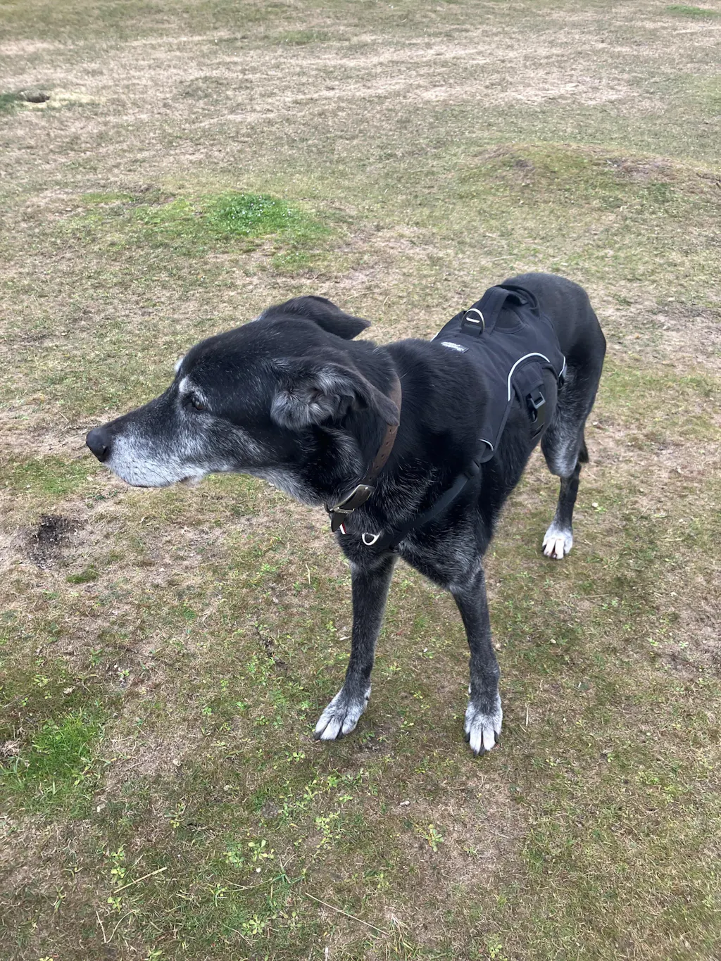 Sighthound Harness | Whippets, Greyhounds & Lurchers | Escape Proof