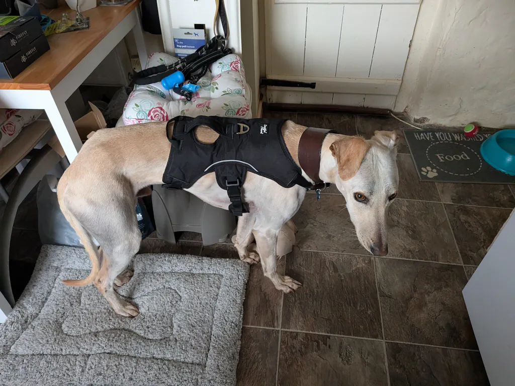 Sighthound Harness | Whippets, Greyhounds & Lurchers | Escape Proof